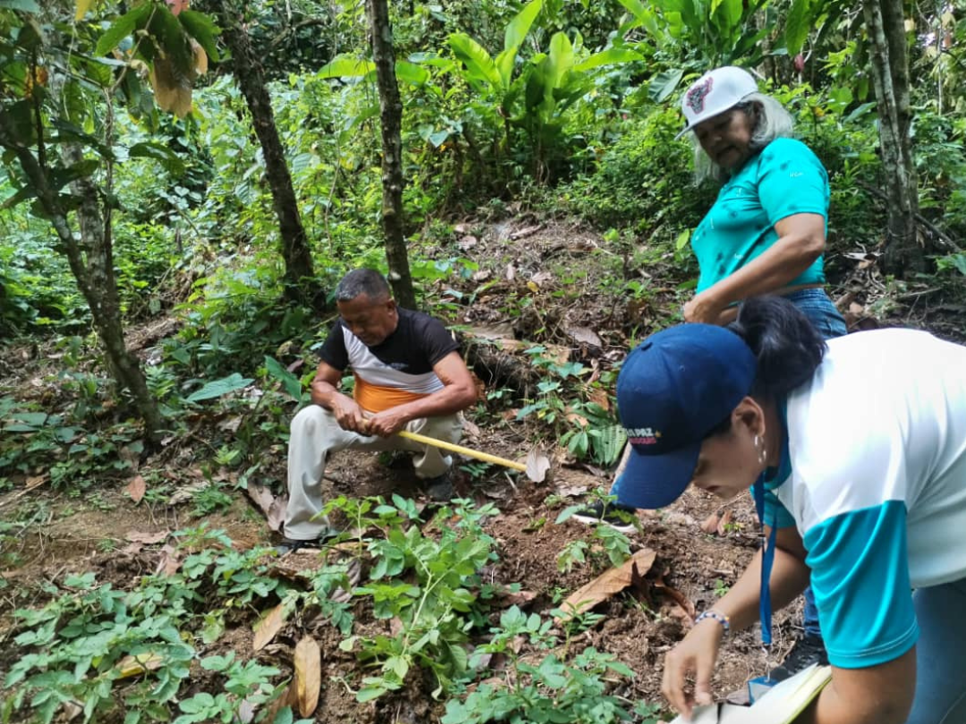 Jornada de Medición de Parámetros del Cultivo de la Papa, variedad «María Bonita»