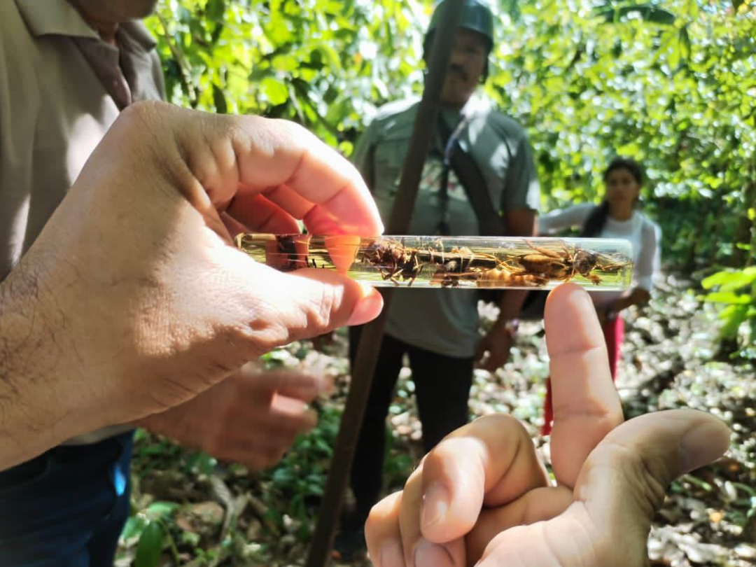 Productores de Río del Pilar amplían conocimientos en Taller de Injertos en Cacao