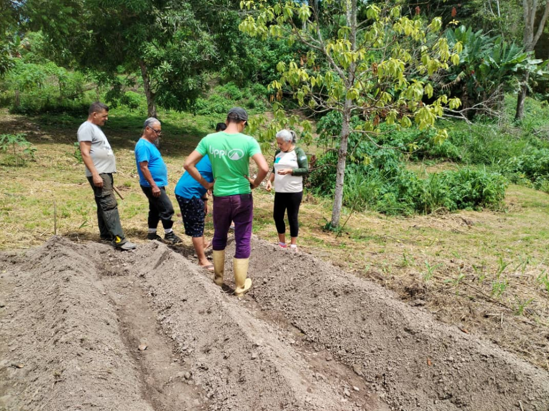Avanza ensayo agrícola de productores del municipio Andrés Mata con papa María Bonita.