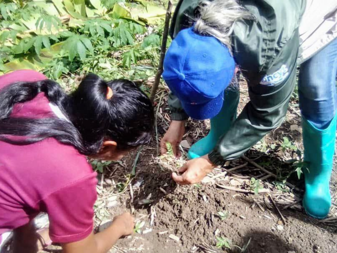 Fundacite Sucre inspecciona ensayo de la papa María Bonita en Choro Choro