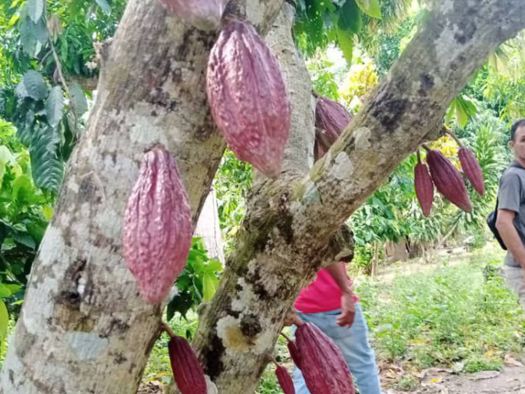 Alianza Científico-Campesina caracteriza morfología del cacao en Mauraquito y el Muco