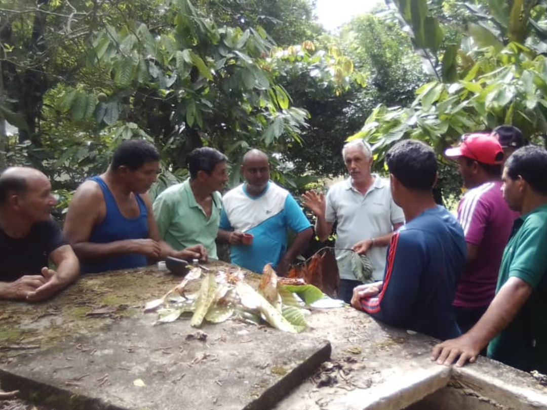 Productores de Maturincito Arriba fortalecen manejo fitosanitario del cacao con Alianza Científico-Campesina