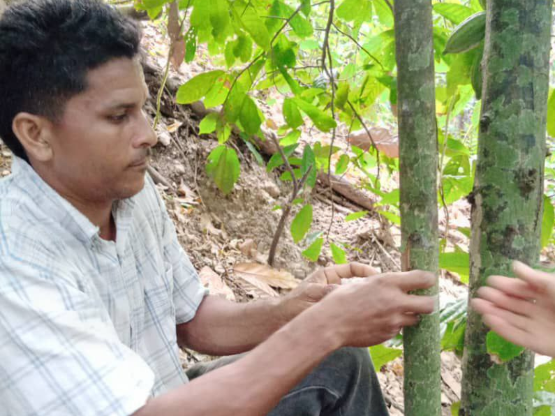 Alianza Científico-Campesina Sucre cultiva conocimiento con Taller sobre Injertos de Cacao en Mauraquito