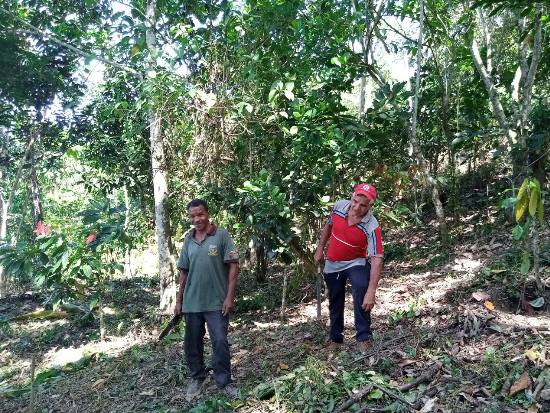 Alianza Científico-Campesina acompaña avances del Plan Maíz Amarillo Guanape en El Cuchape